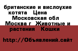 британские и вислоухие котята › Цена ­ 3 000 - Московская обл., Москва г. Животные и растения » Кошки   